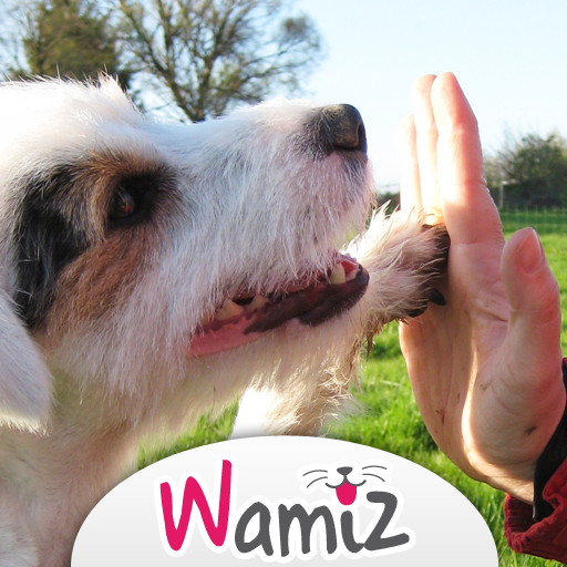 Eduquer et dresser son chien - Wamiz