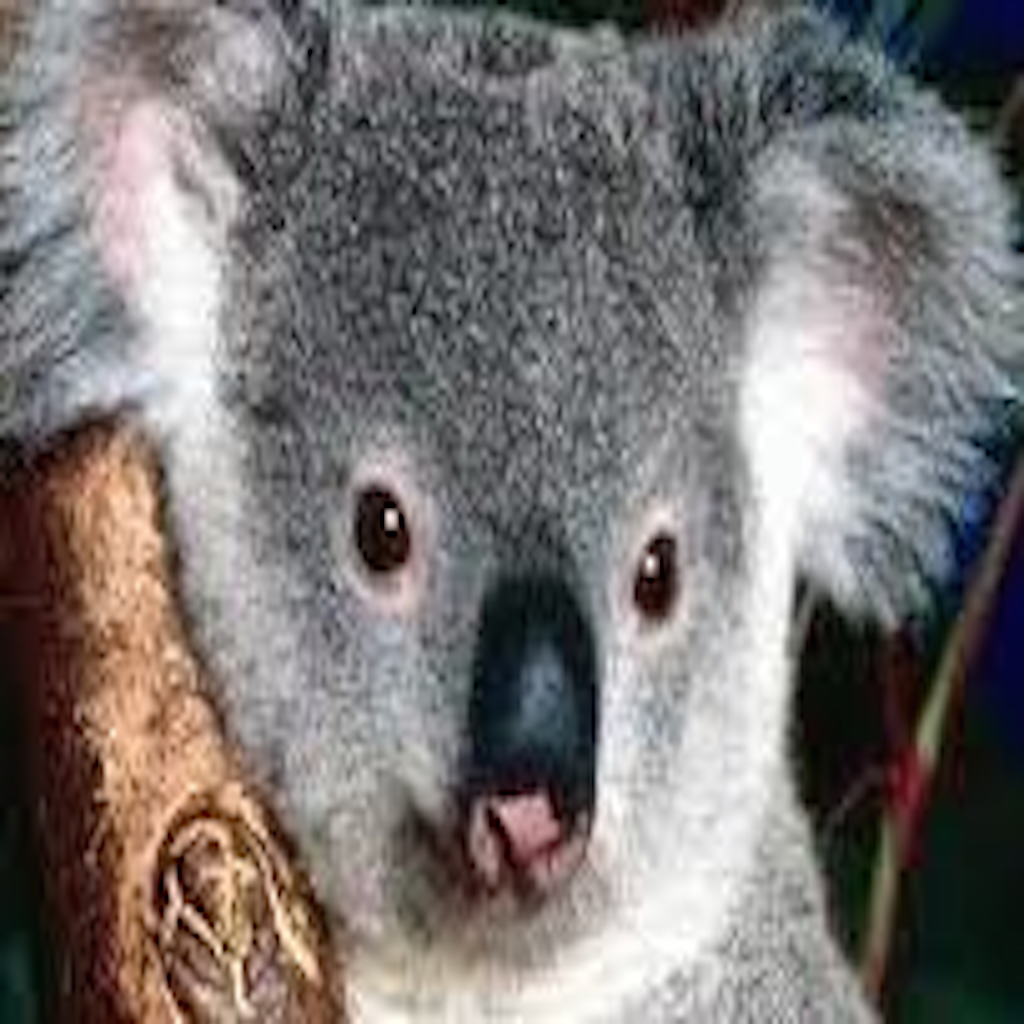 Koala-كوالا
