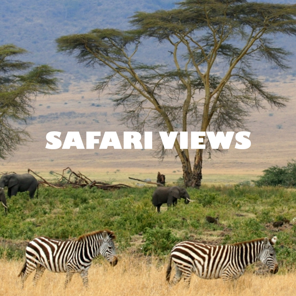 Safari Views