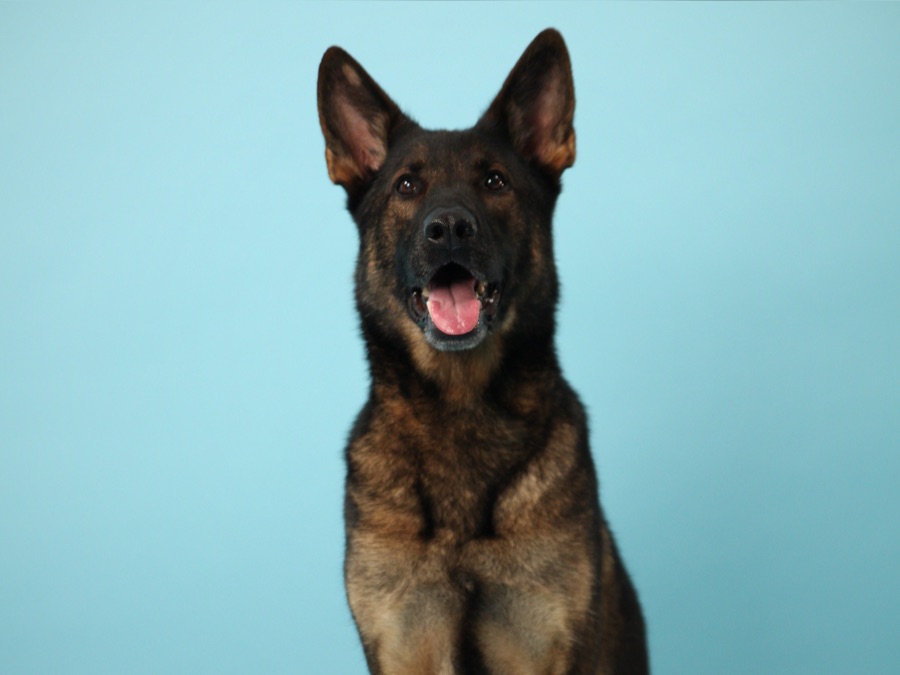 How Dogs Got Their Shapes | Apple TV