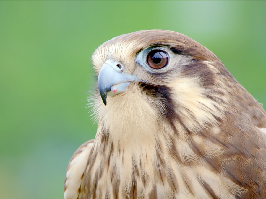 Wild Birds of Australia Apple TV