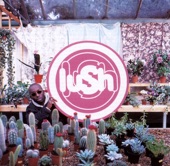 Lush - Last Night