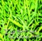 Border Palace - Ian Moore lyrics