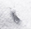 Vi - Single