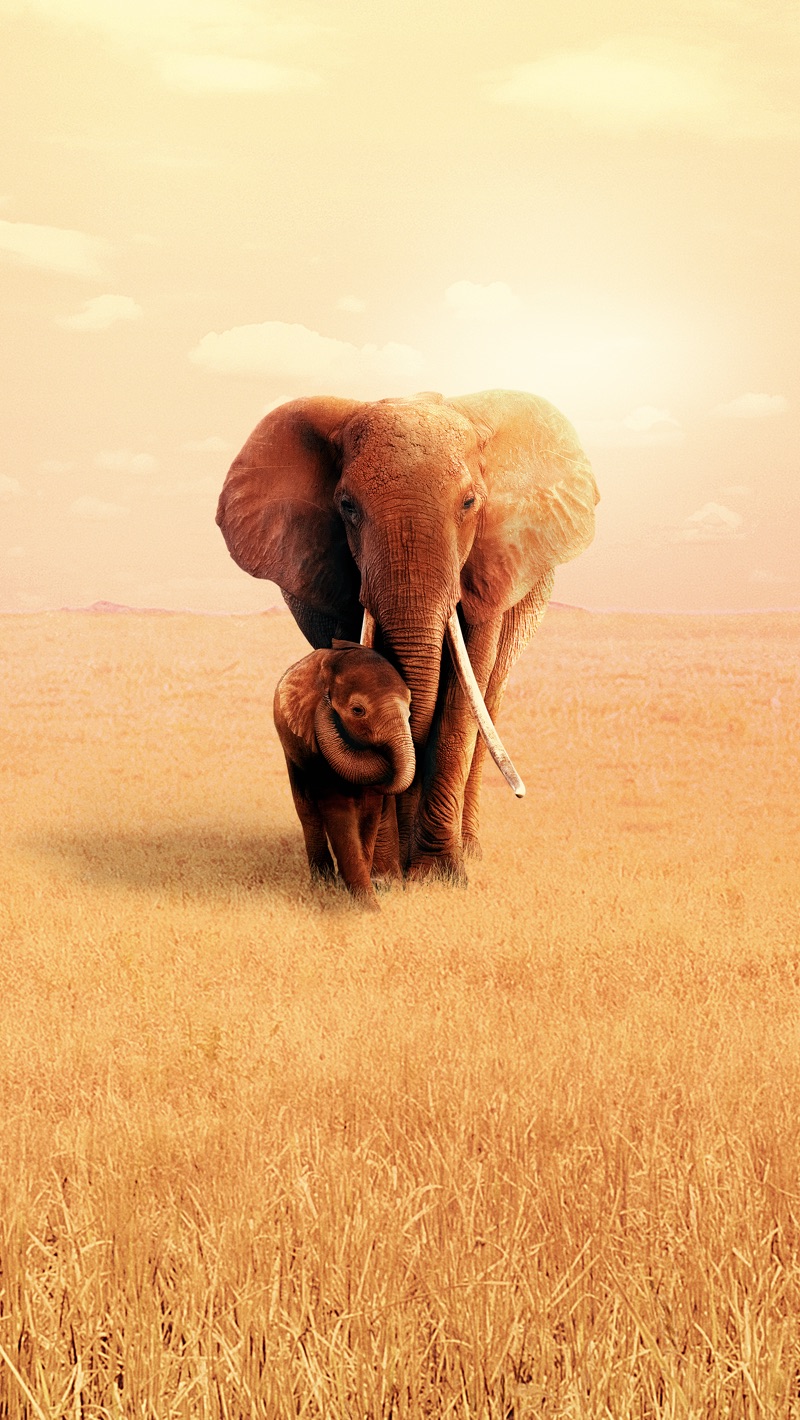 The Elephant Queen