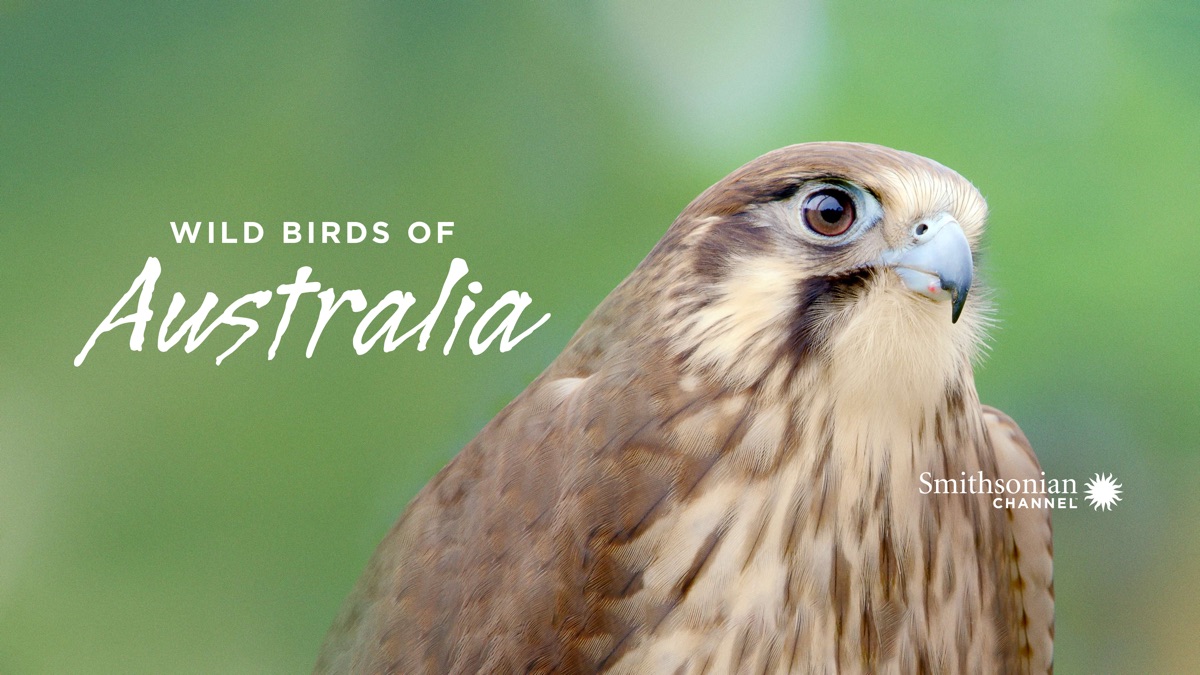 Wild Birds of Australia Apple TV