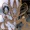 Alio Die -- Regeneretion -- Leaves Net (1999) -- /2NXfD