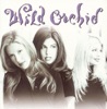 Wild Orchid