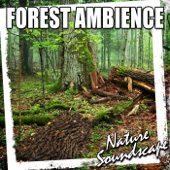 Forest Ambience (Nature Sounds) - Single artwork