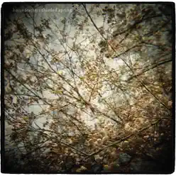 Thistled Spring - Horse Feathers