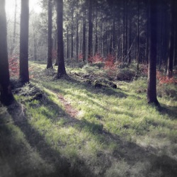 hakobune - Fall and Fall