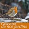 Etourneau, hibou, hirondelle, chouette, grand-duc - Biosphere Nature Sounds lyrics