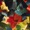 The Olivia Tremor Control - Grass Canons