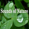 Pure Nature - Bubbling Brooks, Oceans, Rain, Rivers, and Waterfalls