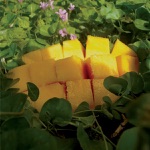 Psychedelic Mango Vision