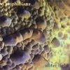 D'Amphibians - Shake It (Don't Break It)