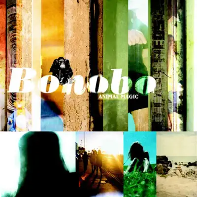 Animal Magic - Bonobo Animal Magic - Bonobo
