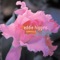 Bonita - Eddie Higgins lyrics