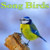 Healthful Active Forest Birds - Nature Sounds