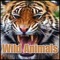 African Lion (Single Roar, Loud) - Sound Effects Library lyrics