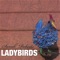 Ladybirds - Sarah Roberts lyrics