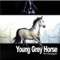 Da-Mares - Young Grey Horse lyrics