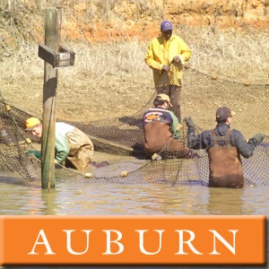 Fisheries and Allied Aquacultures - SRAC Videos cover