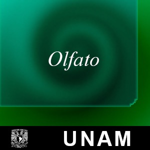 Olfato