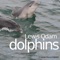 Dolphins - Lewis Odam lyrics