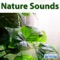 Rain Sounds - Sounds of Nature lyrics