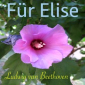 Beethoven: Für Elise, WoO 59 (Klavier Naturklang Version) artwork