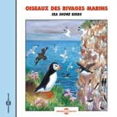 Macareux moine (Puffin) artwork