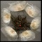 Brace Di Trasformazione - Alio Die lyrics