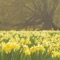 Mist In My Brainforest - Pond lyrics