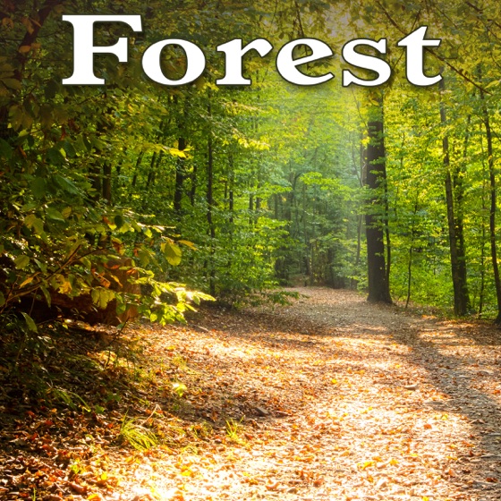 Cover artwork for Tranquil Breezy Early Morning Forest