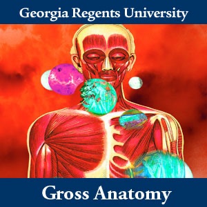Gross Anatomy cover