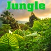 Nature Sounds - Serenity Deep In the Jungle