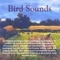 Song Birds - Frauke Rotwein lyrics