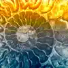 Ammonites album lyrics, reviews, download