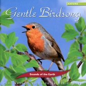 Gentle Birdsong (No Voice or Music Added) artwork