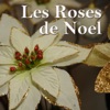 Les roses de Noël, 2013