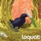 Serial Mess - Loquat lyrics