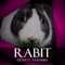 Rabit (Tatumba Edit) - Tatumba & Doni D lyrics