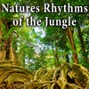 Natures Rhythms of the Jungle