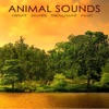 Animal Sounds – Nature Sounds Background Music for Yoga Retreats, Mindfulness Meditation & Spiritual Awakening