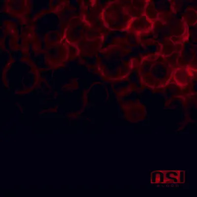 Blood - OSI