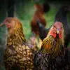 Relieve Stress and Relax with Animal and Chicken Sounds - Single album lyrics, reviews, download