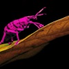 Bugs But With Shy High (feat. Shy High) - Single