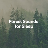 Forest Sounds for Sleep artwork