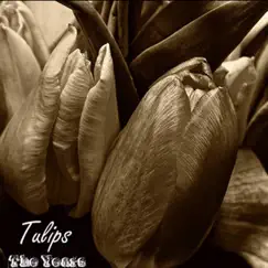 Tulips Song Lyrics